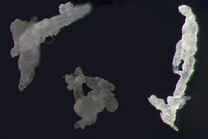 Mikroskopaufnahme von Ethylen-Propylen-Dien-Kautschuk-Partikeln (EPDM). Die drei abgebildeten Partikel gehören zu den größten gefundenen Partikeln und sind etwa 700 bis 1000 Mikrometer lang.  
