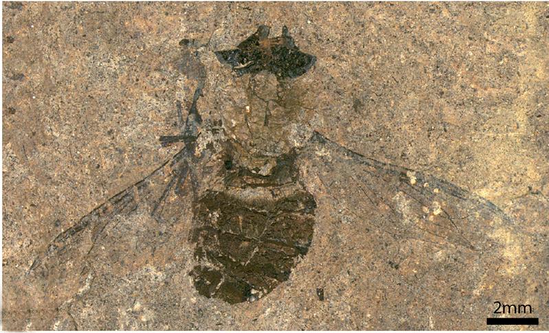 Neuentdeckung aus Messel: Die Fliege Hirmoneura messelense.