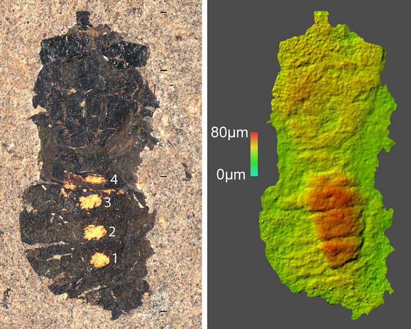 Im Körper der fossilen Fliege befinden sich Massen von Pollen (Aufwölbung rechts im 3D-Relief rot sichtbar gemacht, links gelb die Probenahmestellen). 