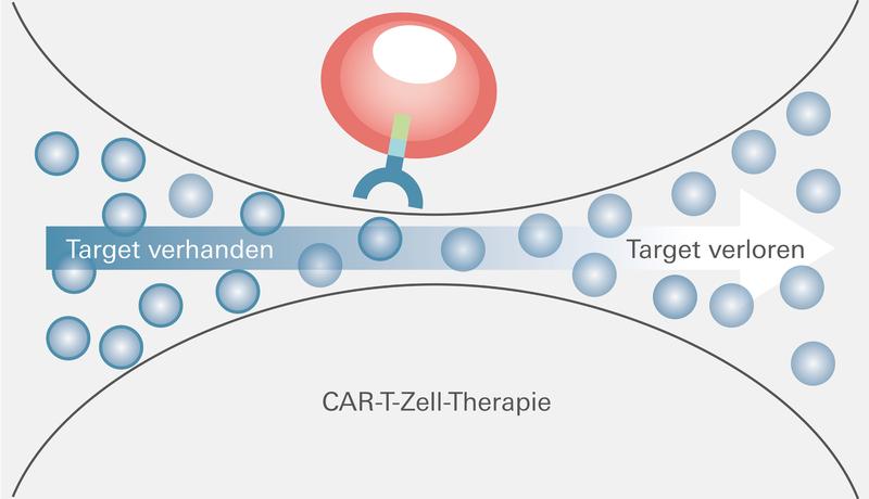 Die Myelom-Zellen mit BCMA-Expression (blauer Ring) werden durch die CAR-T-Zell-Therapie vernichtet, während die zunächst vereinzelten Zellen ohne BCMA unangetastet bleiben. Der Selektionsdruck ermöglicht diesen, sich anschließend massenhaft zu vermehren.