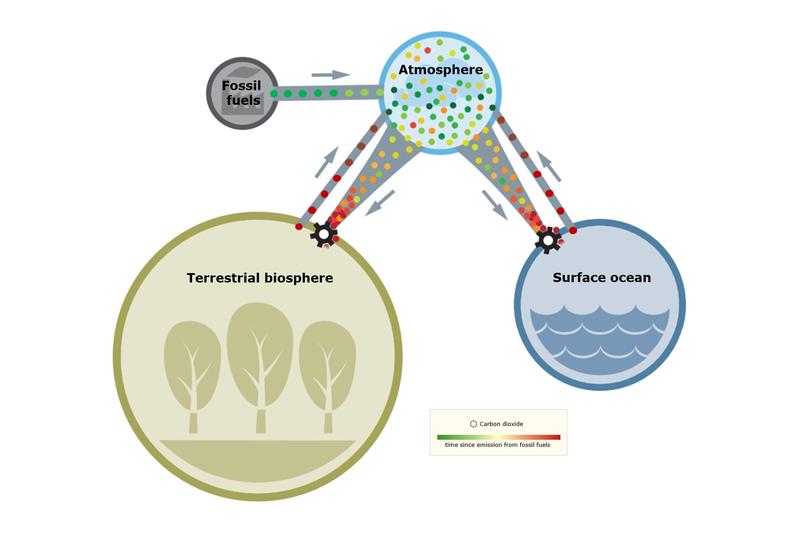 Schematic of the global CO2 fluxes