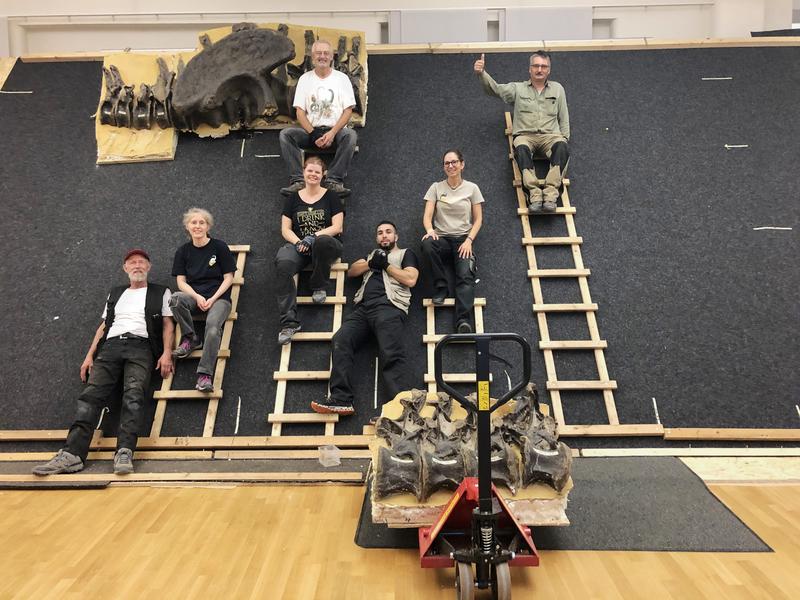 Prof. Martin P. Sander (center, top of ladder) and his colleague Kayleigh Wiersma-Weyand (below) plan to examine this dinosaur skeleton currently on display at the Museum Koenig, Bonn. 