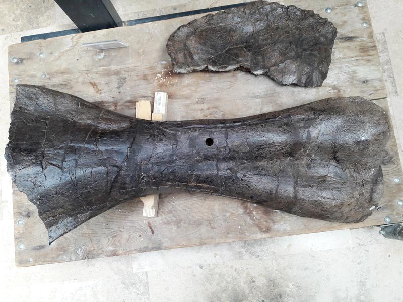 One of the bones examined, the upper arm bone of a Diplodocus. The drill hole created during the removal of the fossil bone tissue sample is clearly visible. 
