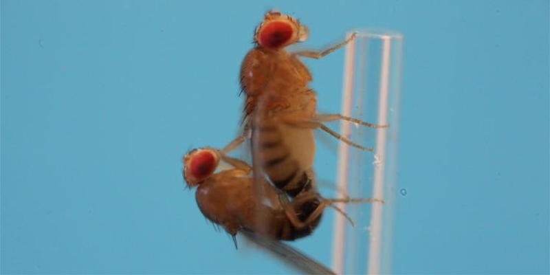 Fruit flies (shown here mating) served as the study model.