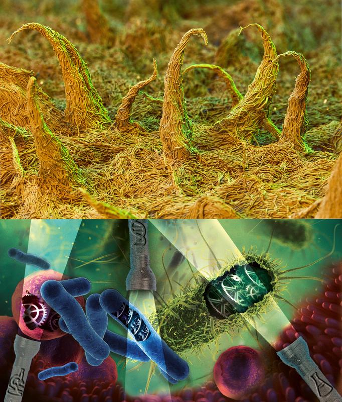 Der Pilz Ashbya gossypii produziert Vitamin B₂. Foto: BASF SE (oben) - Die Arbeitsgruppe von Nassos Typas bringt Licht in das Dunkel der Wirkmechanismen bakterieller Zellen. Grafik: Alexandra Krolik (unten)