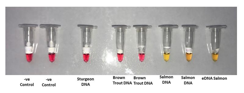 Lachs-DNA ist eindeutig an der gelben Farbreaktion beim SDT-Test von Proben anderer Fischarten wie Stör und Forelle (rote Farbreaktion) zu unterscheiden.