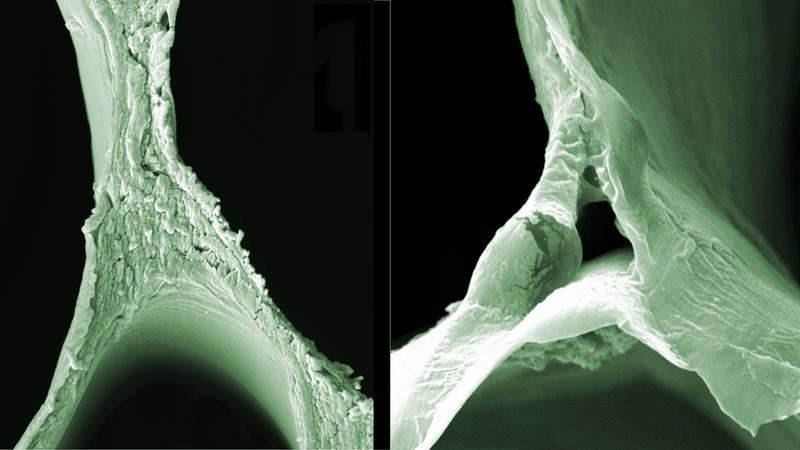 Elektronenmikroskopie-Aufnahmen von Balsa-Holz (links) und delignifiziertem Balsa-Holz (rechts) zeigen die Veränderungen in der Struktur. 