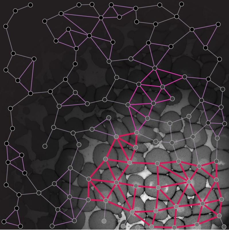 Drastic changes in tissue material properties are crucial in development and disease. 