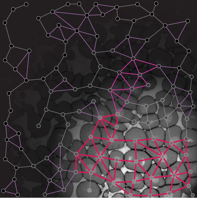 Drastic changes in tissue material properties are crucial in development and disease. 