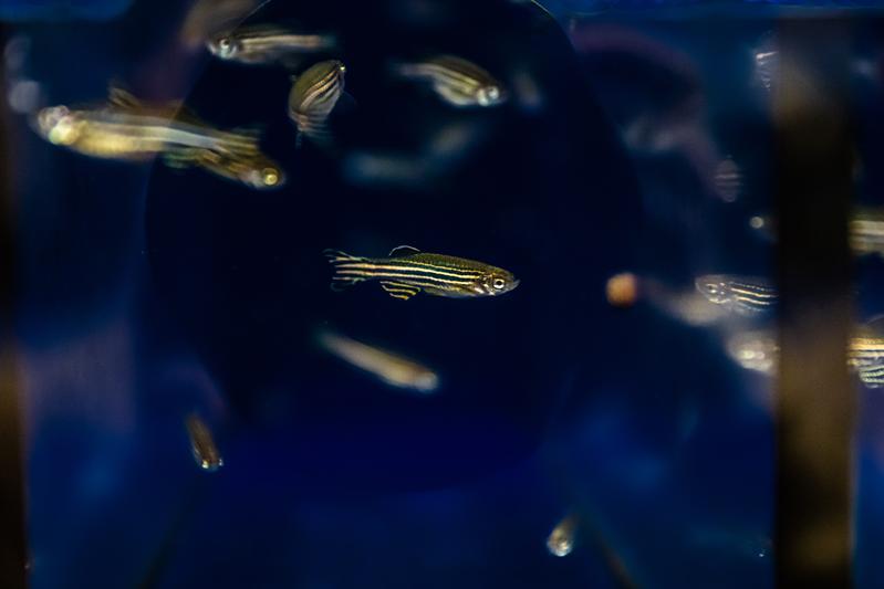 The small striped zebrafish develop within just a few days, the embryos do so outside their mothers and are transparent.