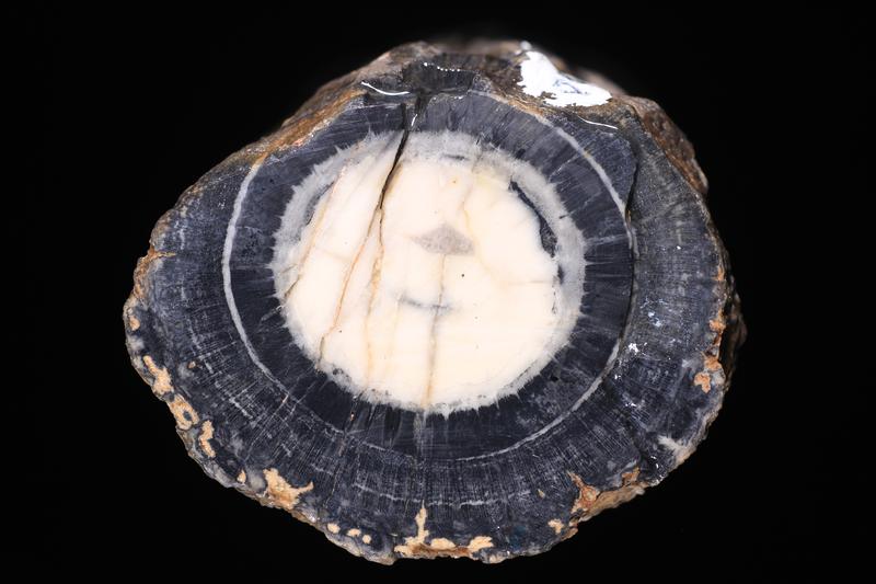 Mit 280 Millionen Jahren ist das Stück das älteste anatomisch erhaltene Fossil einer Pflanze aus der Ordnung der Cycadales.  