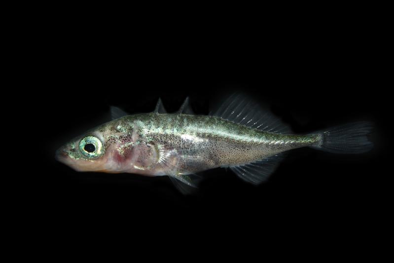 Threespine stickleback, freshwater