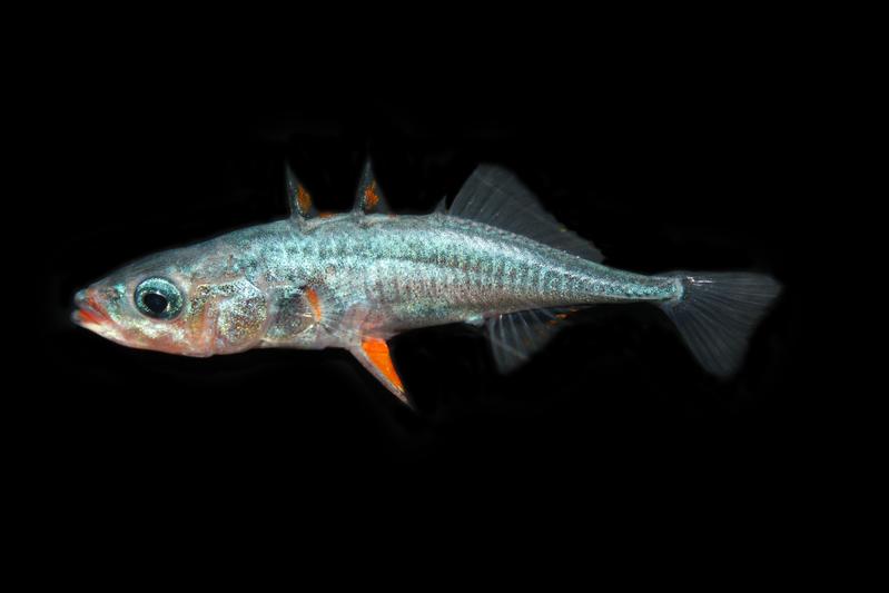 Threespine stickleback, marine