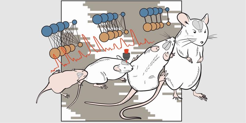 Spontaneous activity drives the establishment of neural circuits and maturation of synaptic connectivity during brain development.