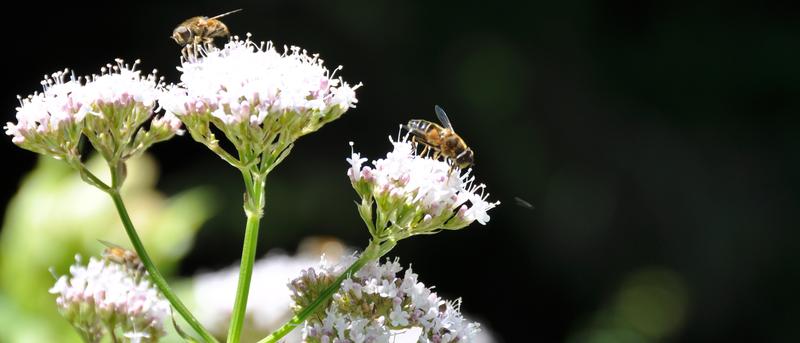 artificial light at night also adversely affects insects’ pollination behavior during the daytime. 