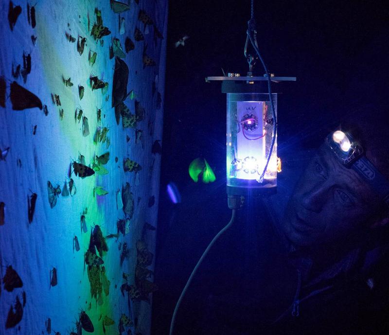 Short-wave blue light in particular attracts nocturnal insects.