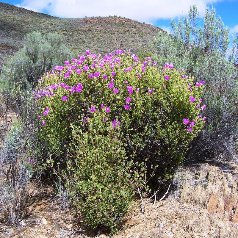 Mittagsblumengewächs der Art Drosanthemum wittebergensis am Swartbergpass in Südafrika. 