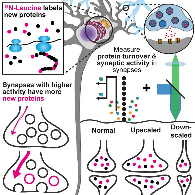 How synapses maintain their activity despite ageing.