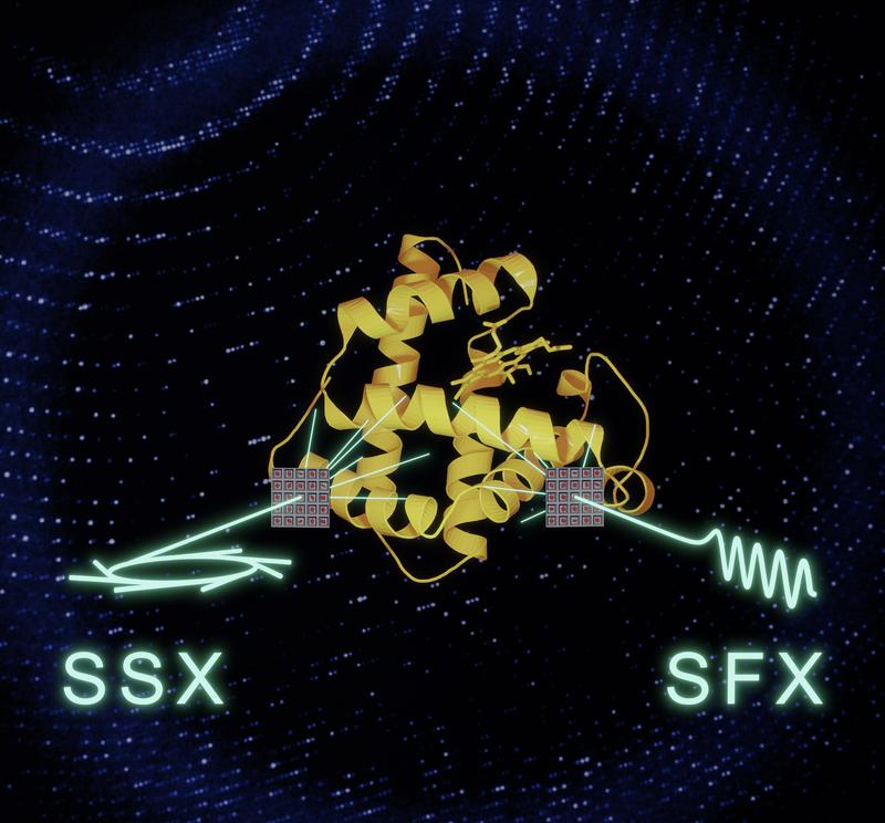 Ein systematischer Vergleich zeigt, dass Synchrotrons und XFELs Daten von gleichwertiger Qualität erzeugen. Dies eröffnet neue Wege für kollaborative Anwendungen, um beide Strahlungsquellen für die Erforschung der biomolekularen Dynamik zu nutzen