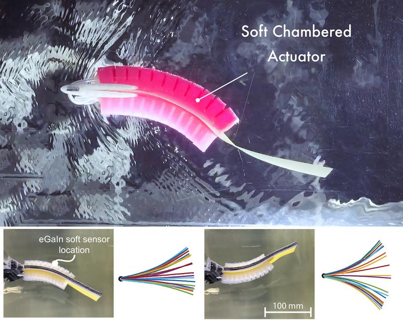 From a real fish to a soft robotic model