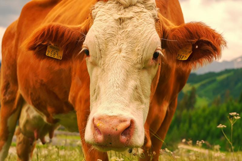Um die CO₂ -​Emissionen zu senken, müssten die Preise für Milch-​ und Fleischprodukte steigen.