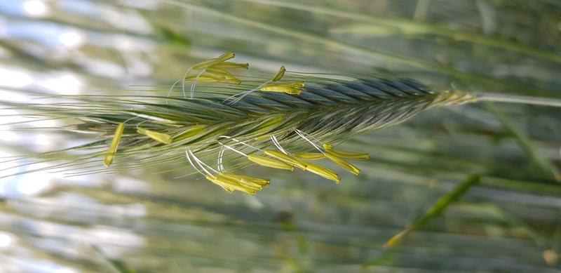 Eine Roggen-Ähre produziert ca. 4 Mio. Pollenkörner, die über den Wind verbreitet werden, ein Alleinstellungsmerkmal des Fremdbefruchters