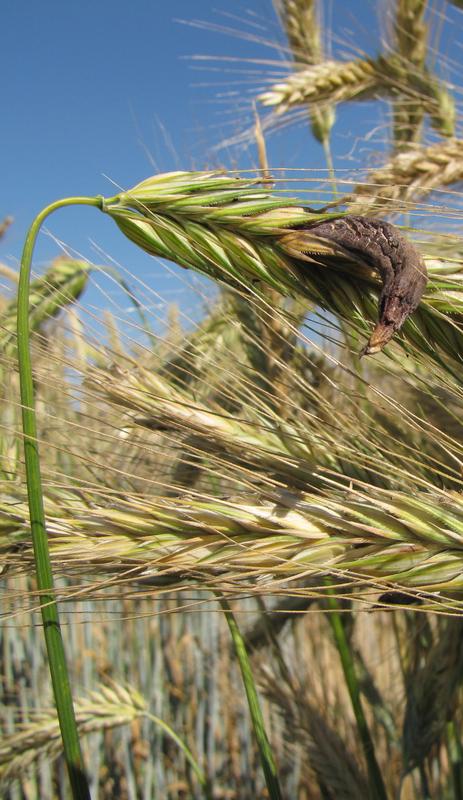 Eine Roggen-Ähre produziert ca. 4 Mio. Pollenkörner, die über den Wind verbreitet werden, ein Alleinstellungsmerkmal des Fremdbefruchters