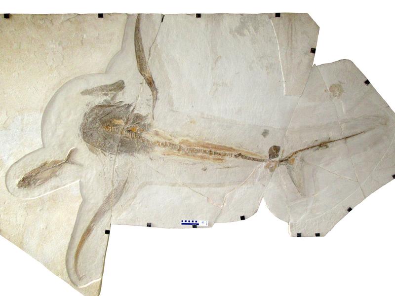Der neu entdeckte fossile Hai Aquilolamna milarcae mit seinen auffällig vergrößerten Brustflossen.