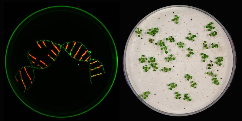 In der Arbeit nutzten die Forschenden Marker, um verschiedene Pflanzensamen voneinander zu unterscheiden. Mit bloßem Auge lässt sich kein Unterschied erkennen. Unter UV-Licht erscheinen transgene Samen dann jedoch rot, nicht-transgene grün. (linkes Bild)