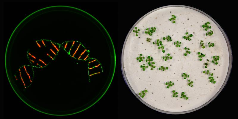 In their work, the researchers used markers to distinguish between different plant seeds. No difference can be seen with the naked eye. Under UV light, however, transgenic seeds appear red, non-transgenic seeds green. (left picture)