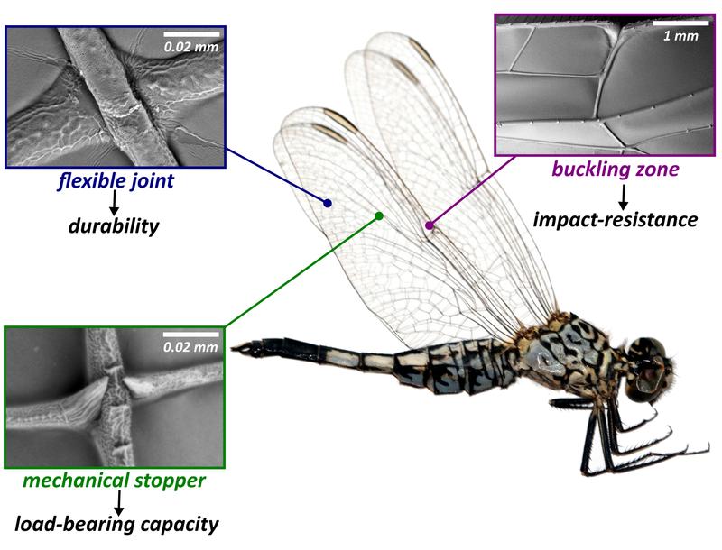 Insgesamt drei Elemente in der Struktur von Insektenflügeln sorgen dafür, dass Kollisionen und Windkräfte während des Fluges ihnen nichts anhaben können: flexible Gelenke, mechanische Stopper und „Abknickzonen“.