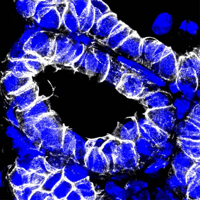 Immunfluoreszenzaufnahme der postpartalen Maus-Mammendrüse mit membrangebundenem B-Catenin (weiß) und Zellkernen (blau). 