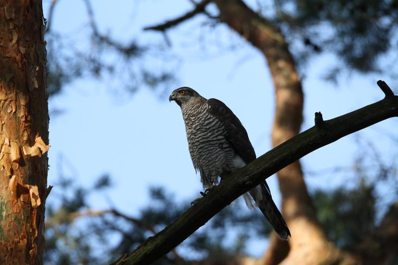 Goshawk in Berlin