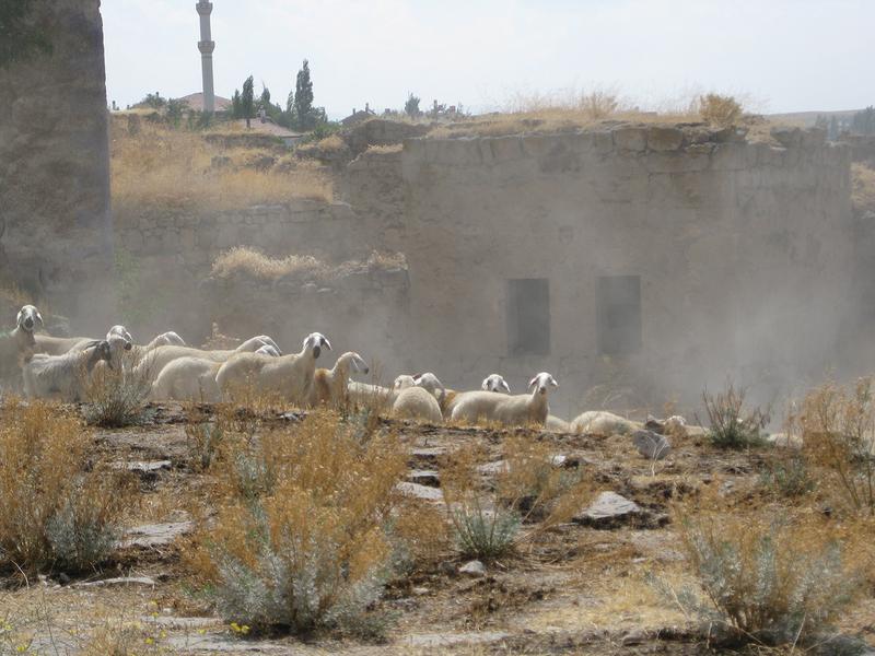 Heutige Nachfahren der ersten Hausschafe Zentralanatoliens. Auch heute noch basiert die Landwirtschaft dieser Region zu einem großen Teil auf großen Schafsherden.