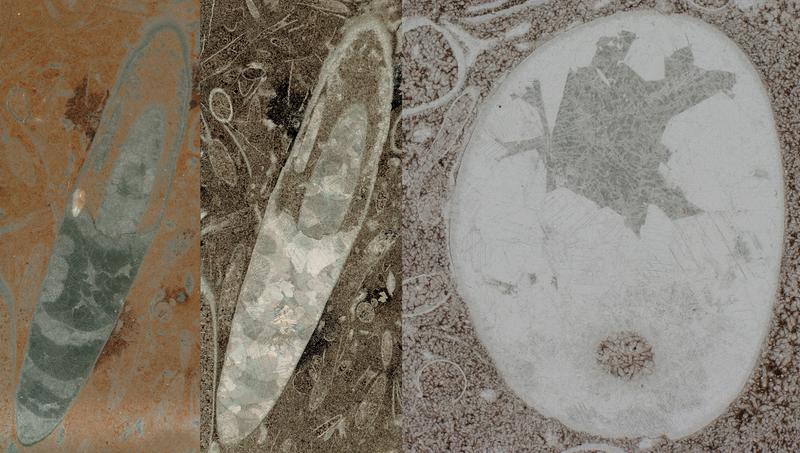 Longitudinal and cross section of fossils that could turn out to be the first known form of a cephalopod.