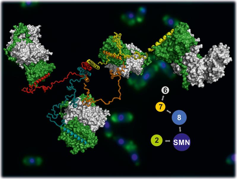 Model of the SMN complex, stained yeast cells can be seen in the background.