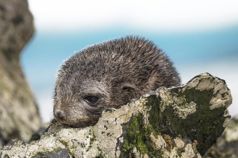 Das Jungtier des Antarktischen Seebären bleibt zehn Tage nach seiner Geburt auf der Insel zurück, während die Mutter auf Nahrungssuche geht.