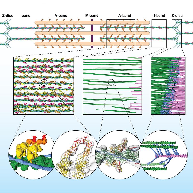 Sarcomere organization at molecular level