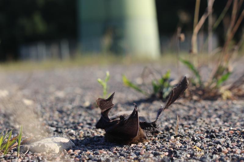 Dead bat below a wind turbine