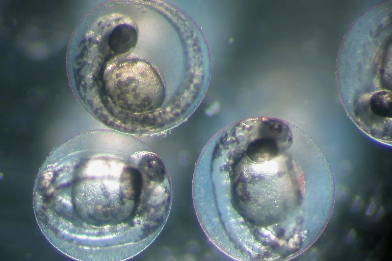 UFZ-Wissenschaftler*innen untersuchen z.B. die Auswirkungen von Chemikalien auf die Embryonalentwicklung von Zebrafischen.