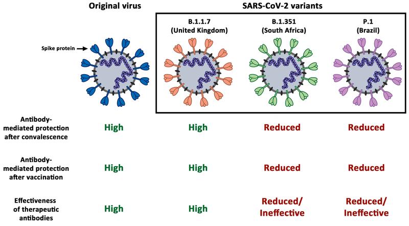 The figure summarizes the results of the study.