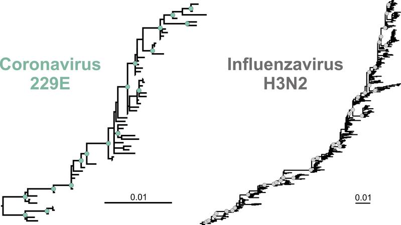 Wie auch der Stammbaum des Influenzavirus H3N2 (rechts) zeigt der Stammbaum des landläufigen Erkältungscoronavirus 229E (links) eine asymmetrische Form, die auf eine Flucht vor dem Immunsystem (Antigen-Drift) hindeutet. Skala: Mutationen/Erbgut-Baustein. 