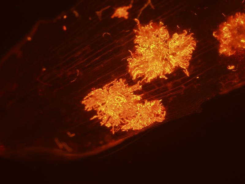 Bacterial colonies of the cyanobacterium A. hydrillicola growing on a leaf of the invasive aquatic plant H. verticillata.