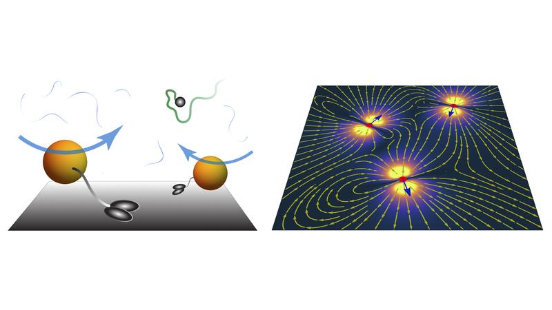 Ein aktiver Teppich aus molekularen Motoren (orange große Kugeln) erzeugt starke Flussfelder, die die Diffusion von Partikeln (graue kleine Kugel) erhöhen.