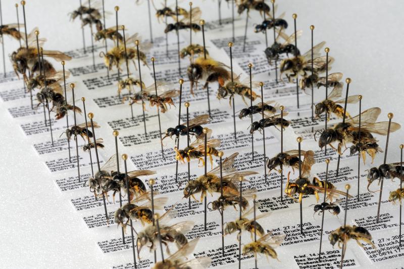 Sammlung pannonischer Wildbienen am Naturhistorischen Museum Wien