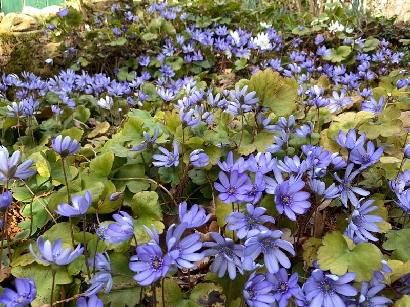 Leberblümchen (Hepatica nobilis). 