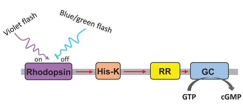 Violettes Licht stößt im Lichtsensor-Protein switch-Cyclop eine Signalkette an, blaues oder grünes Licht stoppt die Kette. Am Ende wird die Produktion des Signalmoleküls cGMP über das Enzym Guanylyl-Cyclase (GC) reguliert.