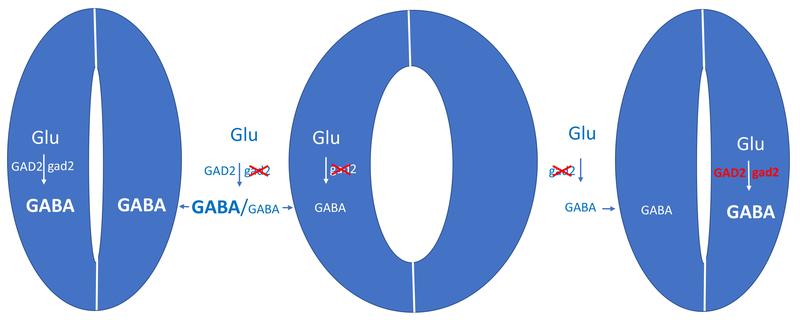Bei Trockenheit wird das Signalmolekül GABA gebildet und hemmt die Öffnung der Blattporen.