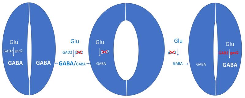 Bei Trockenheit wird das Signalmolekül GABA gebildet und hemmt die Öffnung der Blattporen.