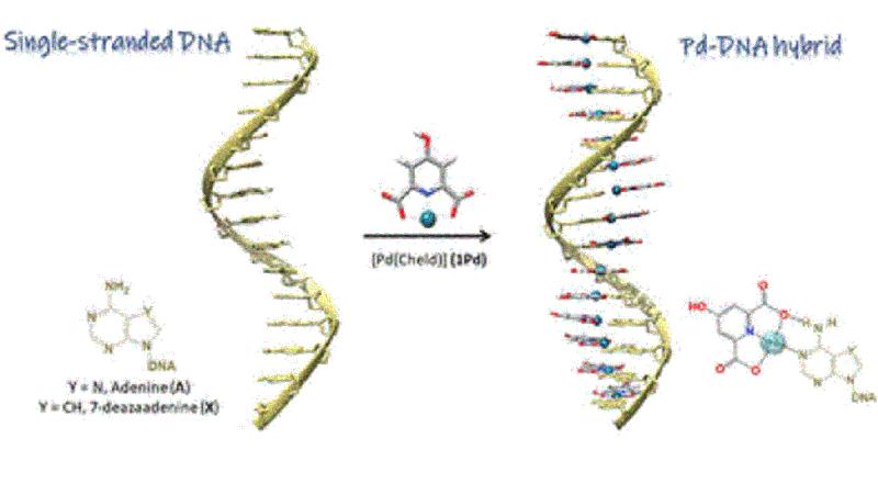 Einzelsträngige DNA als supramolekulare Schablone für hochgeordnete Palladium-Nanodrähte